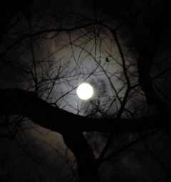 まじょこ(まじょりか)